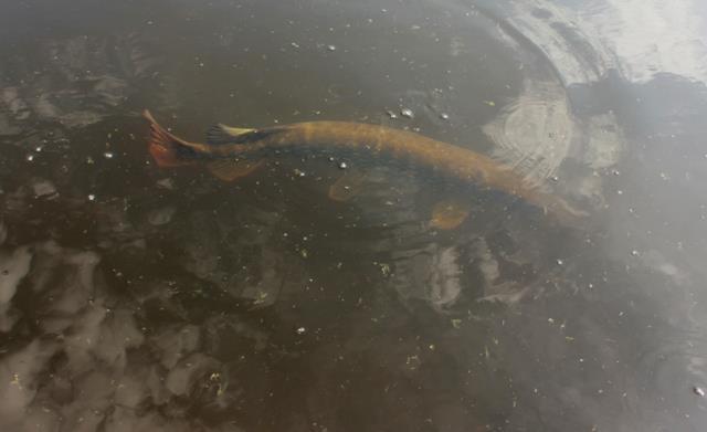 Delta Dunarii - 10.jpg